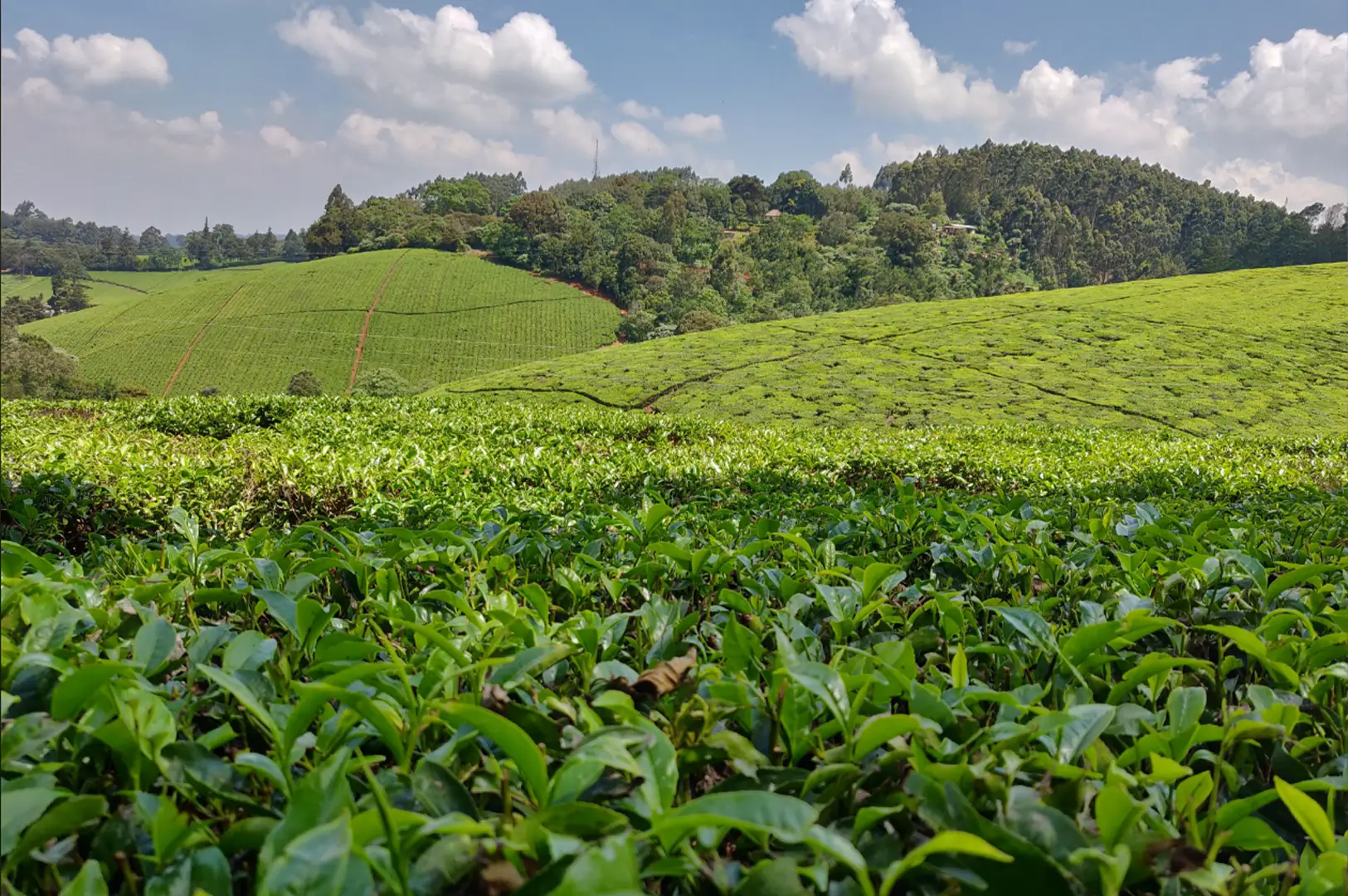 A sweeping, wide-angle view of a lush green tea plantation under a bright, partly cloudy blue sky. In the foreground, vibrant green tea bushes are captured in sharp detail, with their leaves glistening in the sunlight. The landscape rolls into undulating, terraced hillsides entirely covered in neatly planted rows of tea crops, split by faint red-dirt pathways. A dense line of dark green forest trees crests the top of the distant hills, creating a stark, beautiful contrast with the bright chartreuse of the cultivated fields.
