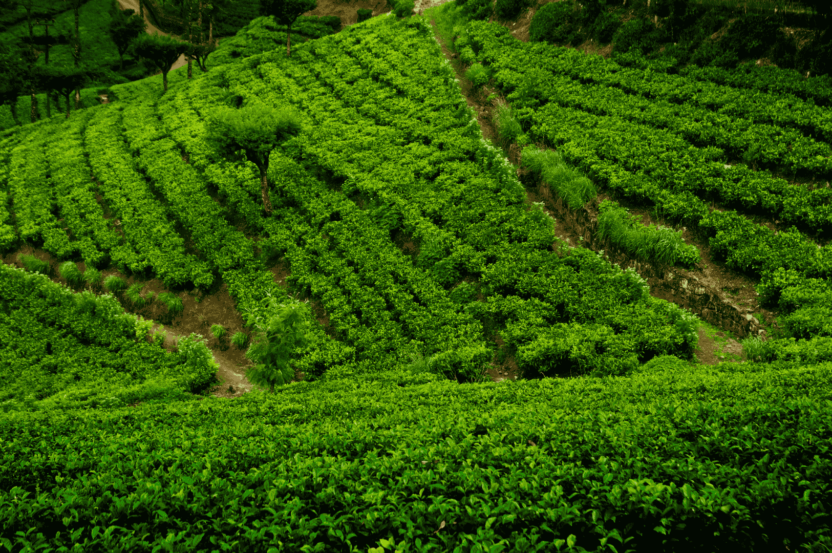 Lush Ceylon high grown tea plantation in Nuwara Eliya, with neatly arranged rows of vibrant green tea plants on gently sloping hills, showcasing the region’s ideal growing conditions for bright, crisp flavor profiles
