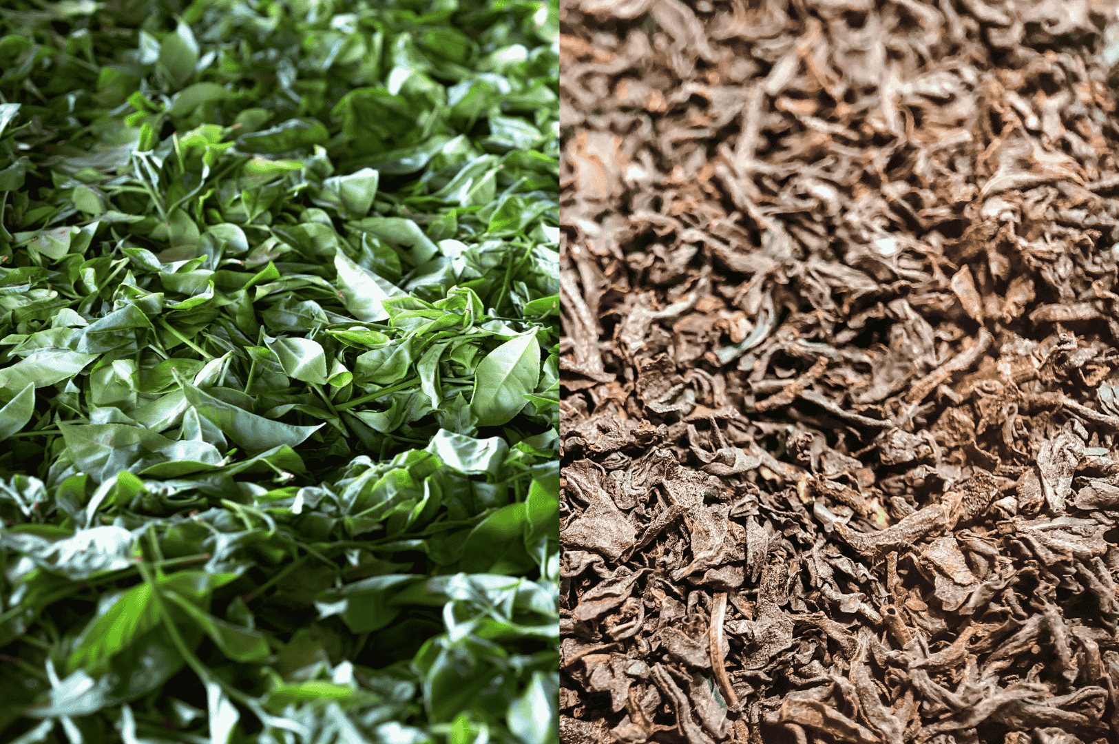 Fresh green Ceylon high grown tea leaves from Nuwara Eliya alongside dried, oxidized leaves, showing the transformation process that creates the region’s bright, crisp flavor profile