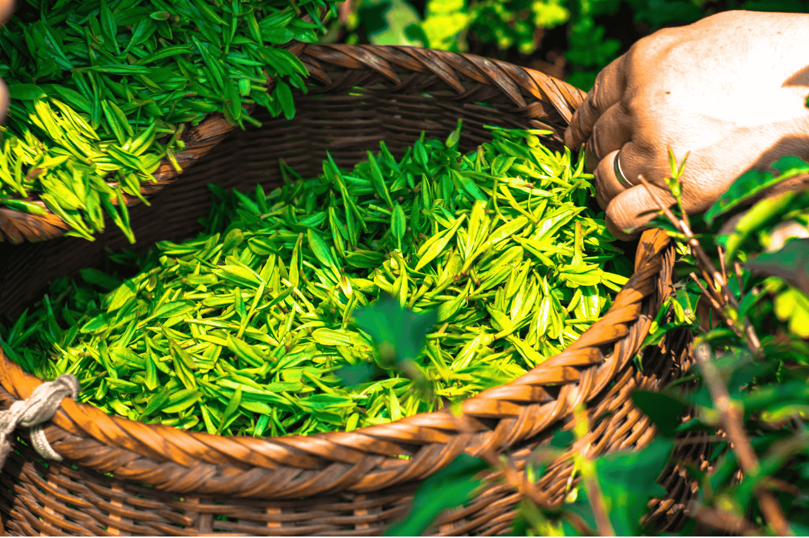 Freshly picked green tea leaves in a woven basket during harvest in Nuwara Eliya’s Ceylon high grown tea region, with a hand placing leaves among vibrant foliage, highlighting the freshness and quality of the crop.