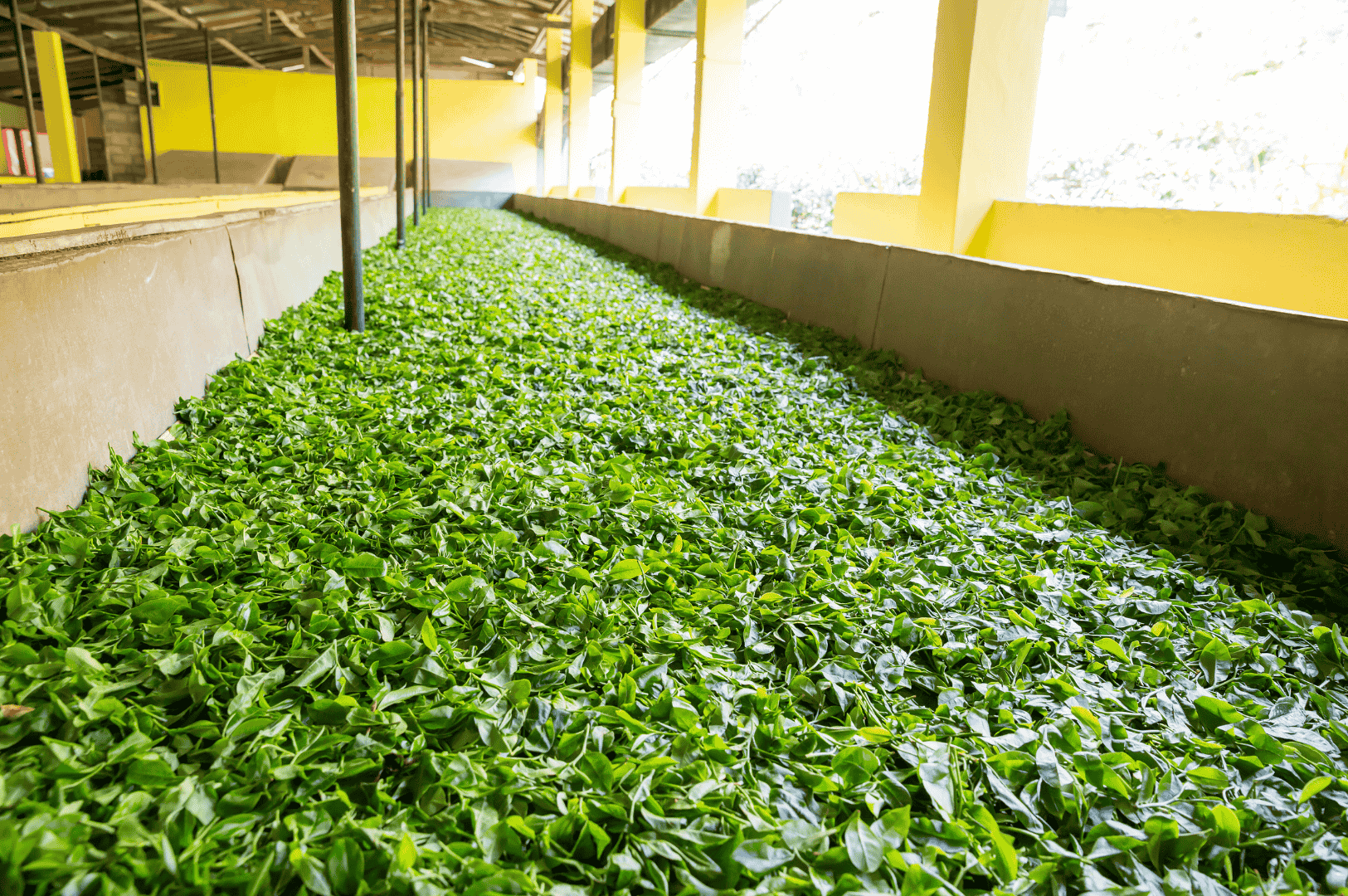 Freshly plucked Ceylon high grown tea leaves from Nuwara Eliya spread out in long troughs for withering inside a tea factory, an essential step in developing the region’s bright, crisp flavor profile.