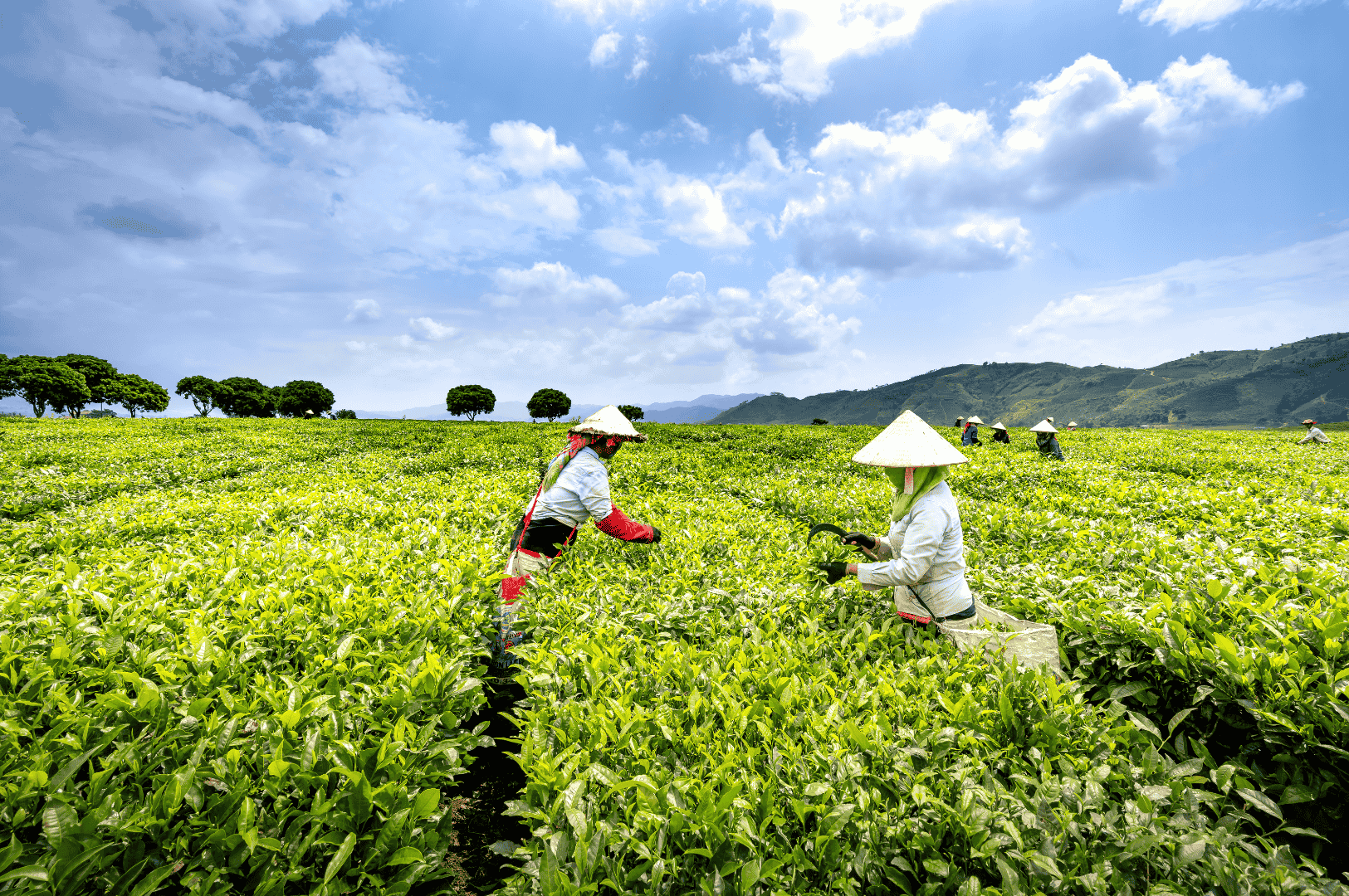 Tea pickers in traditional conical hats harvesting fresh leaves on a lush Ceylon high grown tea plantation in Nuwara Eliya, with rolling green hills and a partly cloudy sky in the background.