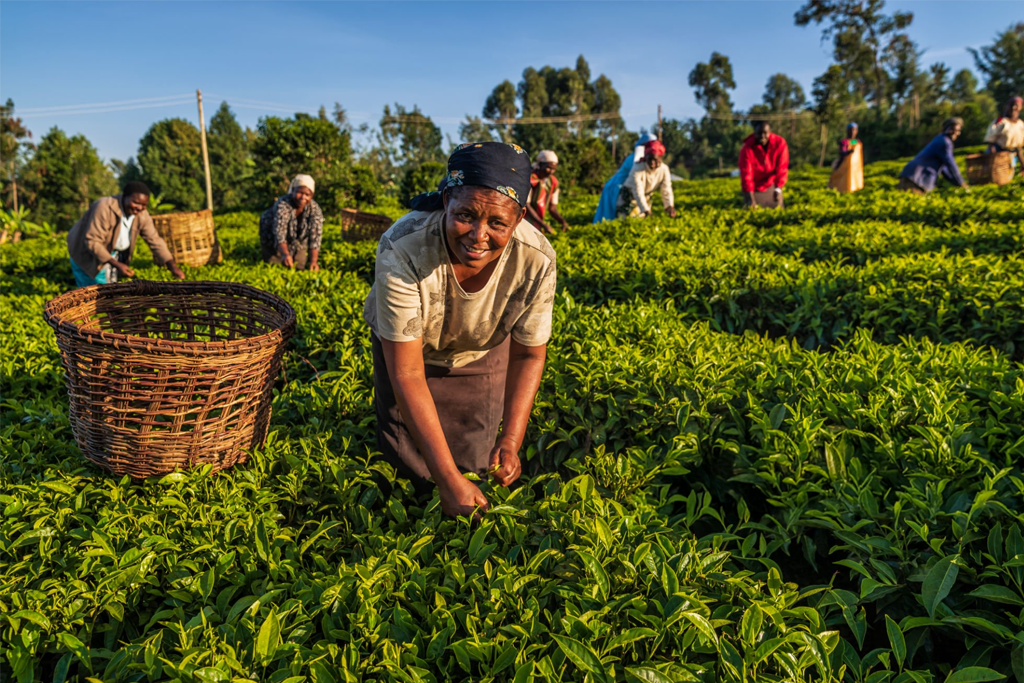 Kenyan Tea : Freshly plucked Kenyan tea leaves ready for processing and export