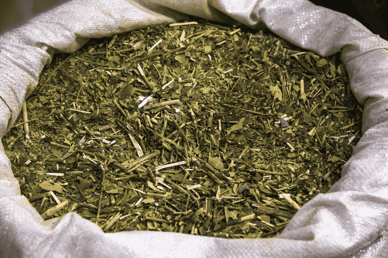 Large white sack filled with coarse, dried yerba mate leaves and stems—showcasing the raw, unprocessed form of Argentina’s ancient herbal tea before brewing, and highlighting the earthy origins of its energizing ritual.