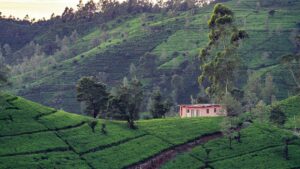 Kenyan Tea : Lush tea plantations in Kenya’s Great Rift Valley