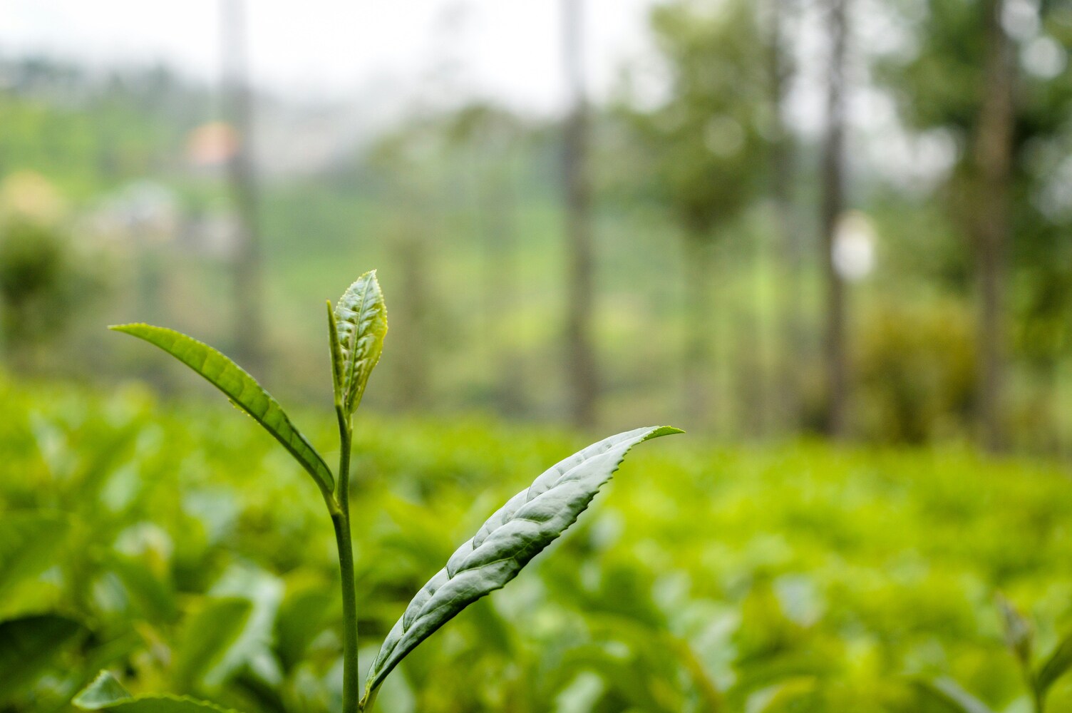 Kenyan Tea : Lush tea fields in Kenya resilient against climate and economic challenges