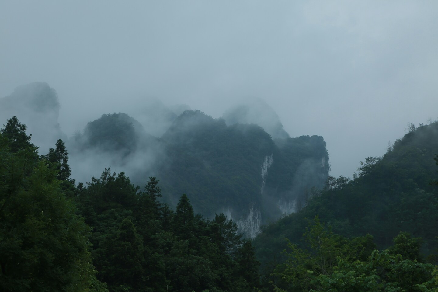 Omakase In SG: Misty Dong Ding Mountain slopes nurturing premium oolong tea leaves