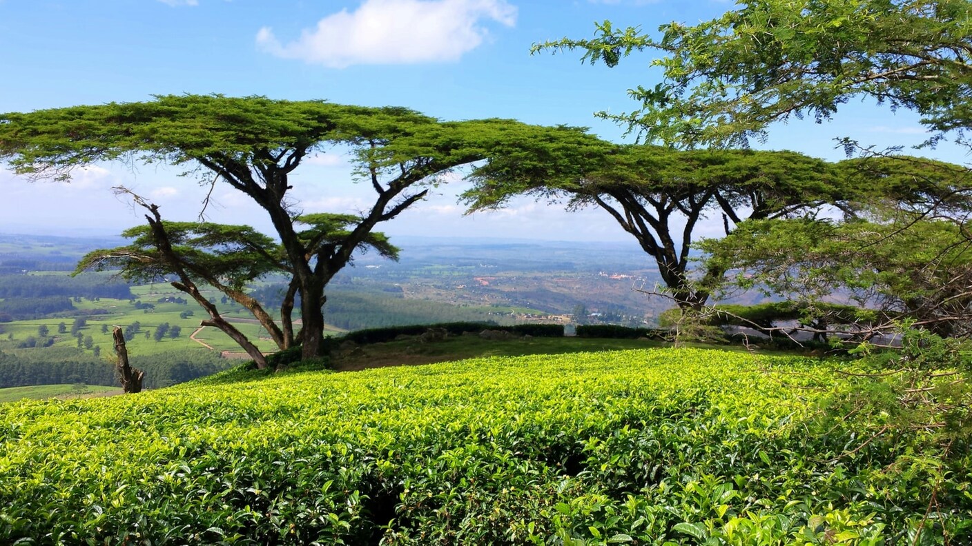 Kenyan Tea : Scenic view of the tea-growing landscape in Kenya
