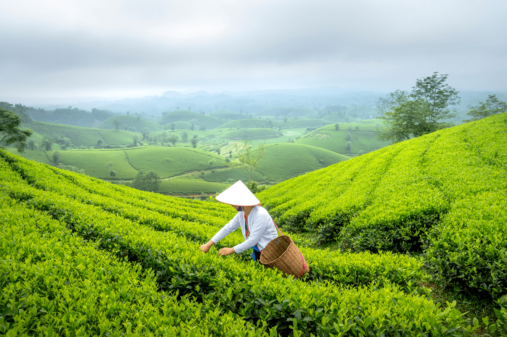 Tea farmer harvesting fresh leaves in a lush Chinese plantation, symbolizing the artisanal care behind Long jing tea from Hangzhou and the rich variety of Chinese teas including Pu'er, Tieguanyin, and Huangshan Maofeng.
