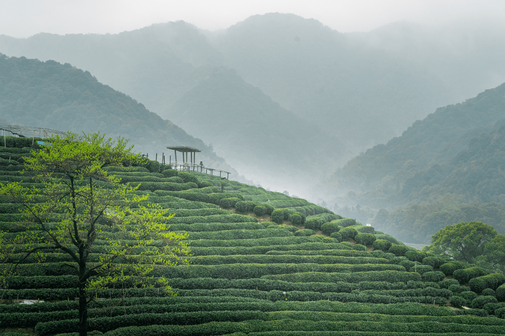 Verdant Long jing tea plantation in Hangzhou, China, with misty mountain backdrop and traditional pavilion — showcasing the serene landscape of Dragon Well, home of authentic Chinese Long jing green tea.