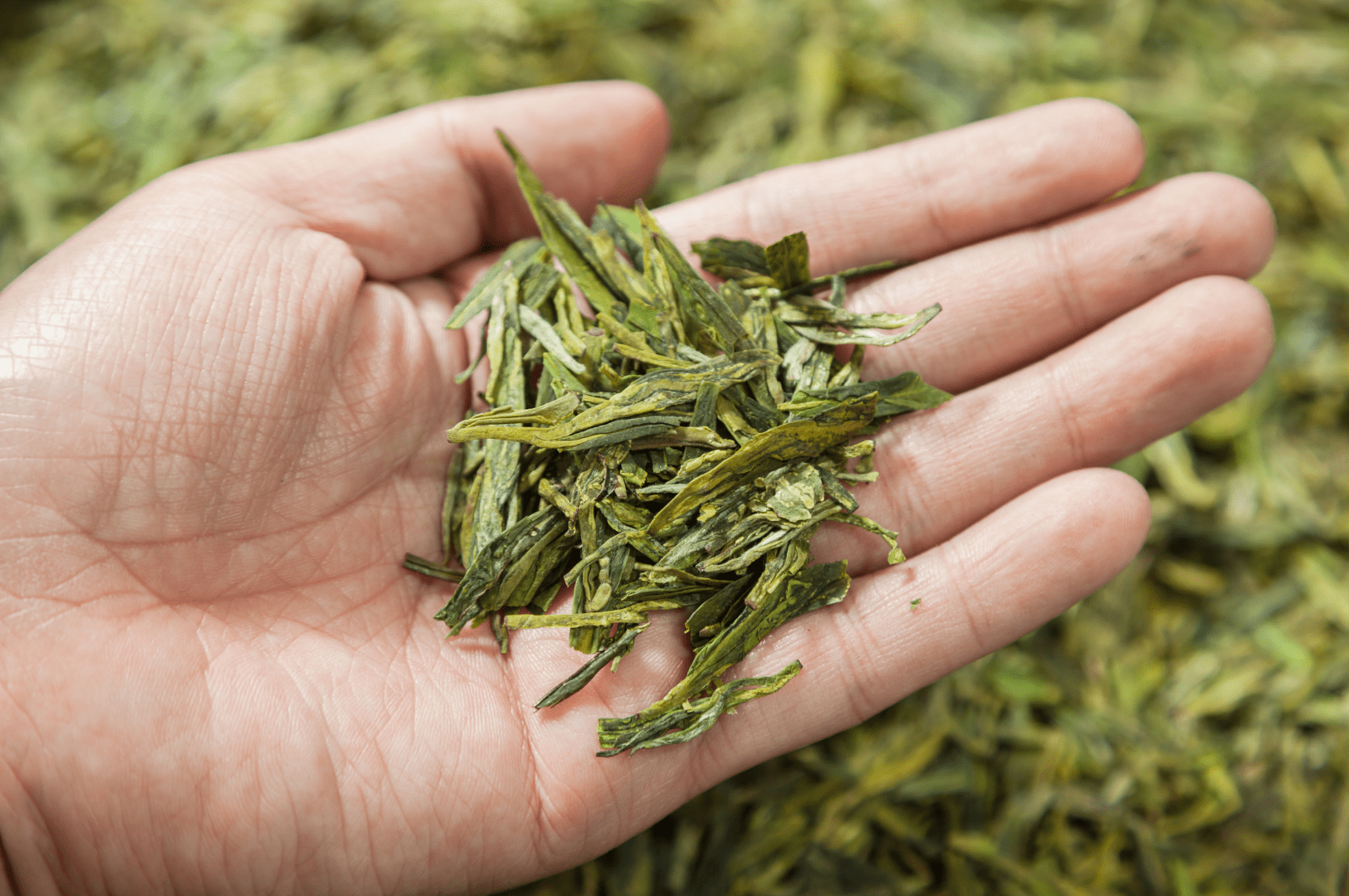 Hands harvesting fresh Long jing tea leaves from a lush green plantation in Hangzhou, China—highlighting the traditional hand-plucking method used to produce premium Dragon Well green tea.