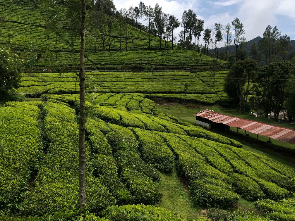 Tea in SG : A journey through regional tea traditions influencing modern Singapore brews.