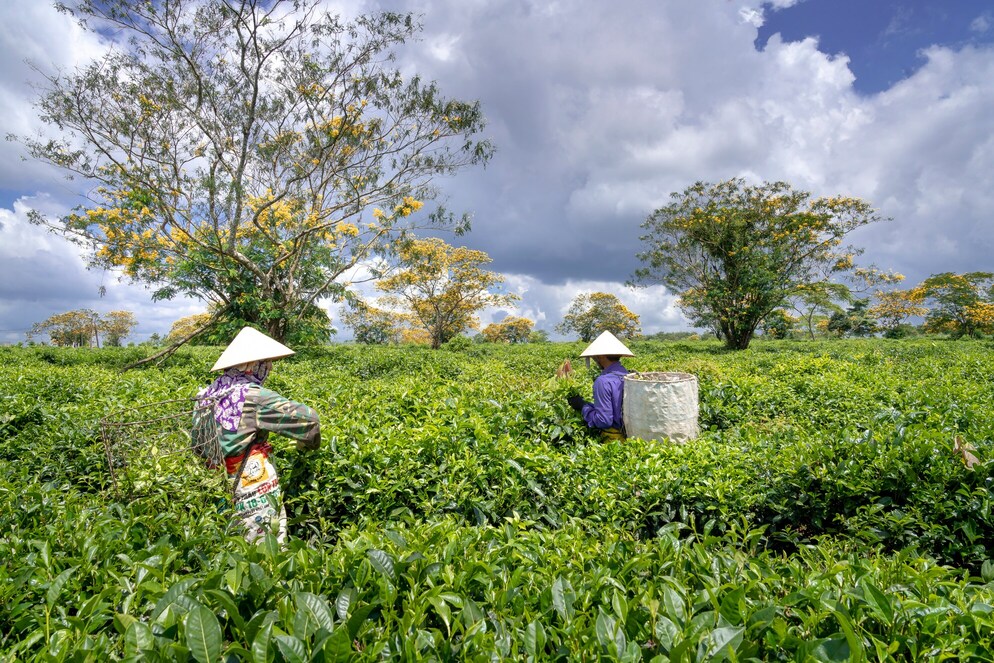 Kenyan Tea : Rows of thriving Kenyan orthodox tea bushes stretching across the hills