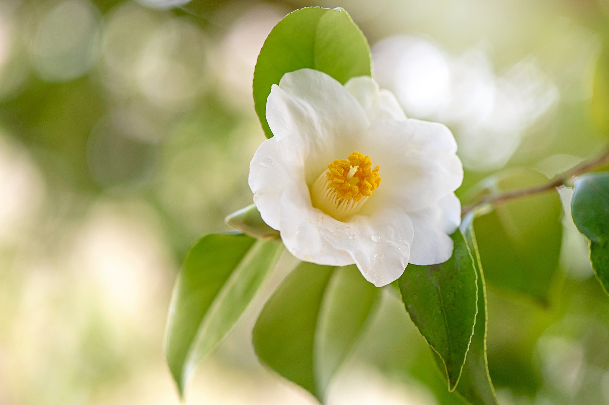 Premium Black Teas : The Camellia Sinensis flower in sunlight, representing the purity behind artisanal tea making.