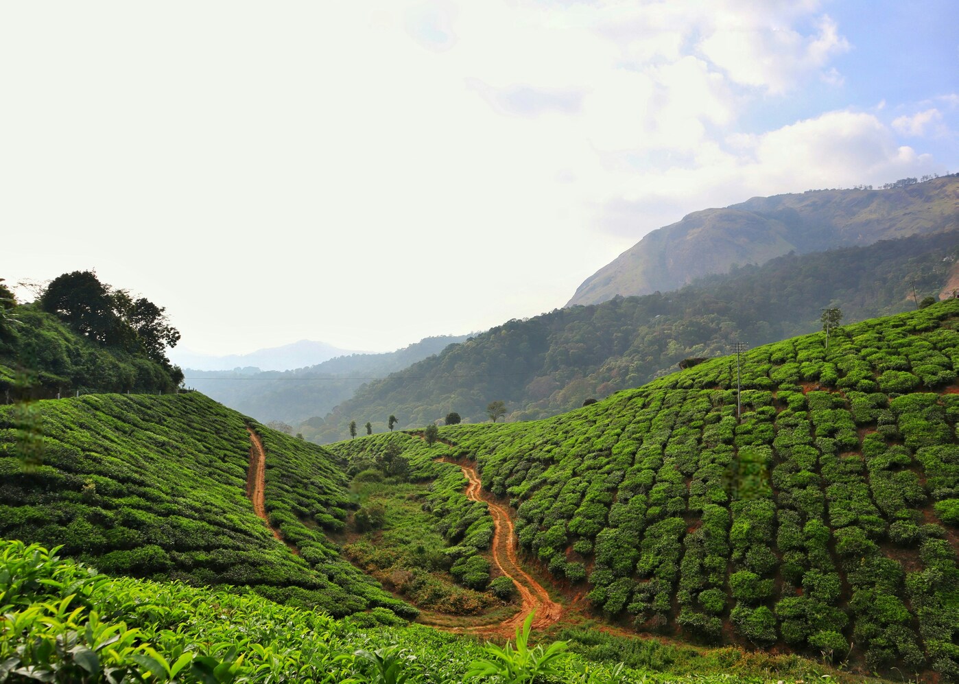 Best Park in SG : Handpicked Silver Needle leaves, prized for purity and delicacy.