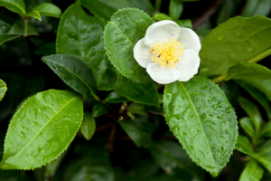 Best Park in SG : The elegance of unopened Camellia sinensis buds