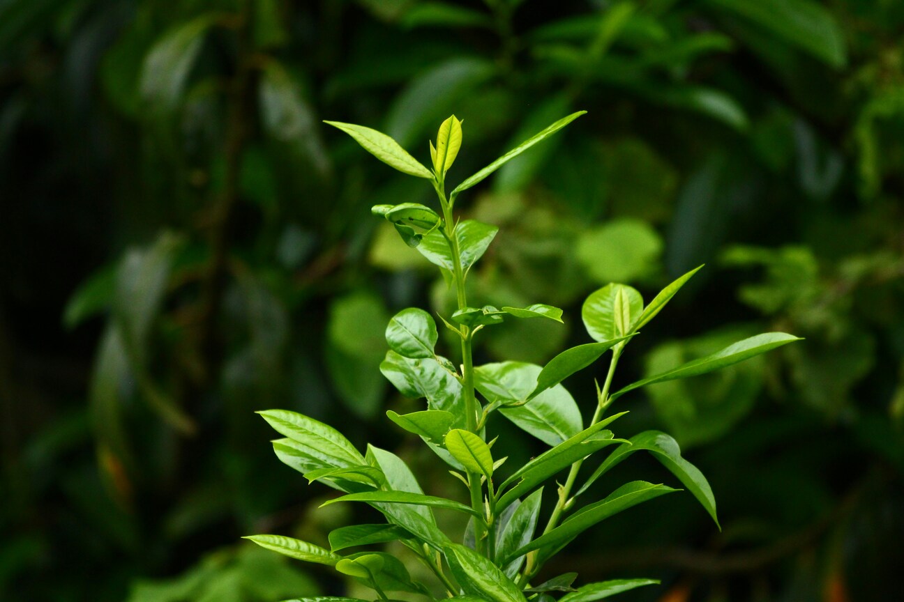 Thai Oolong Tea: The unique fingerprint of Thai terroir expressed in every leaf.