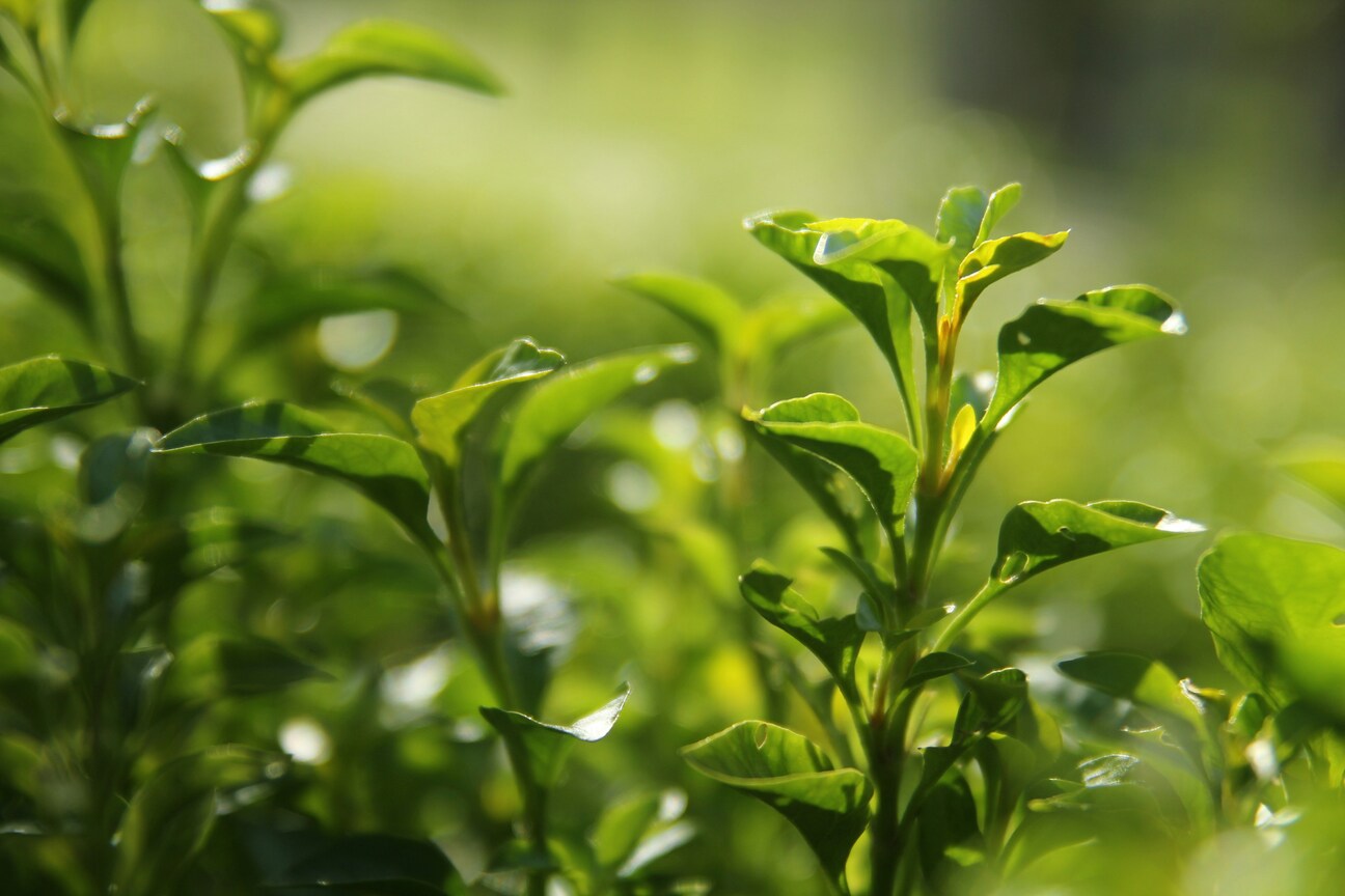 Japanese Green Tea : Close-up of bright green leaves releasing a fresh, grassy fragrance during the kill-green process.