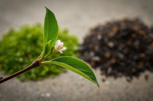 Close-up of a vibrant green tea leaf and a small white Camellia sinensis flower on a stem, with blurred piles of processed green and black tea leaves in the background.