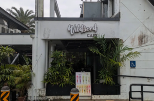An outdoor shot of the entrance to "Wildseed Cafe," featuring a white, slightly weathered concrete storefront under an overcast sky. The cursive silver sign reading "Wildseed" is mounted above the word "CAFE" over a sheltered walkway flanked by large potted tropical green plants and leafy palms in black rectangular planters. To the right, a blue wheelchair accessibility sign with an arrow is mounted on the wall near a black metal handrail ramp, while a colorful promotional poster stands on the ground in the center, flanked by yellow-and-black striped safety bollards.