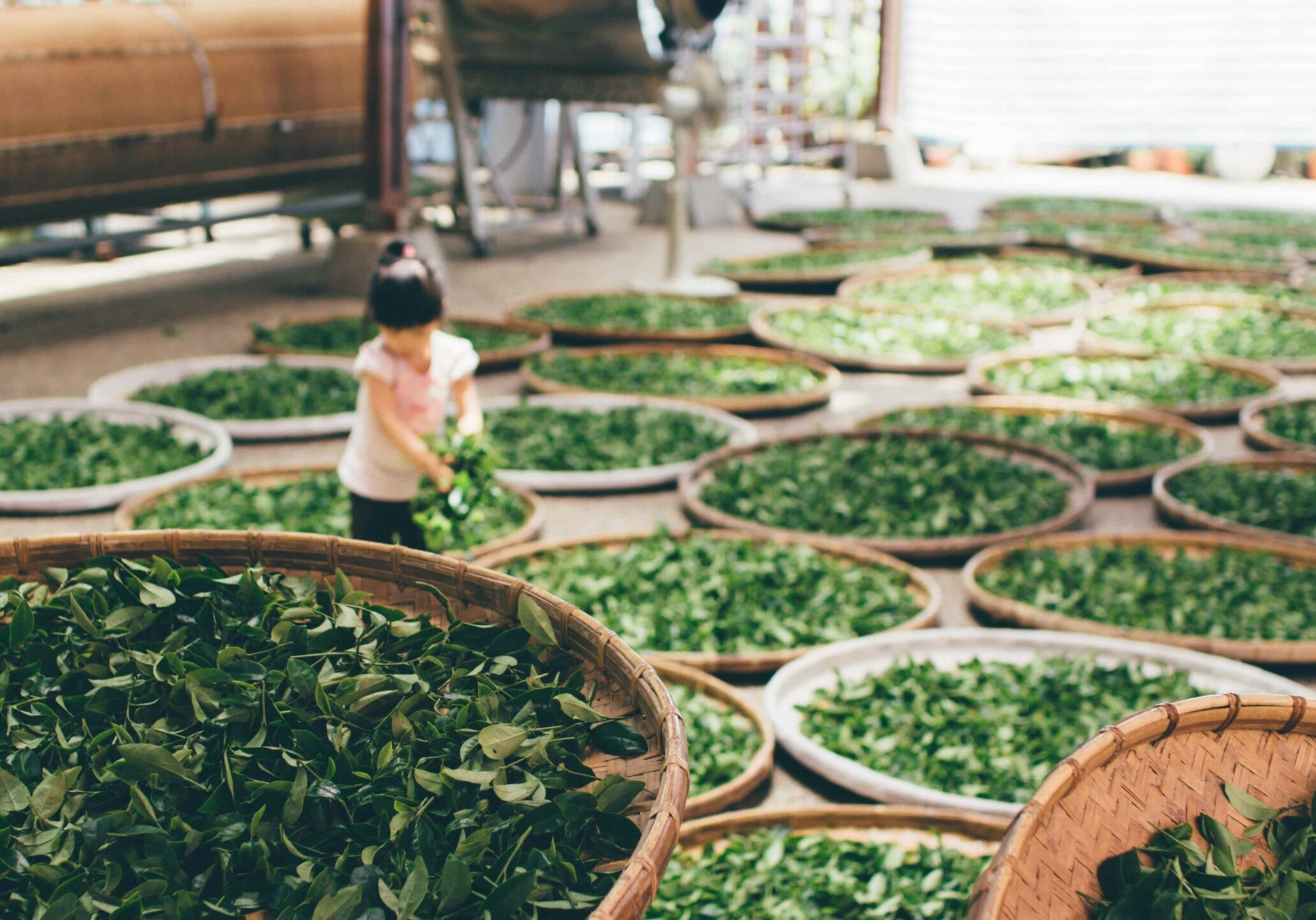 Tea in SG : A comprehensive tea platform in Southeast Asia guiding enthusiasts through the world of fine teas and blends.