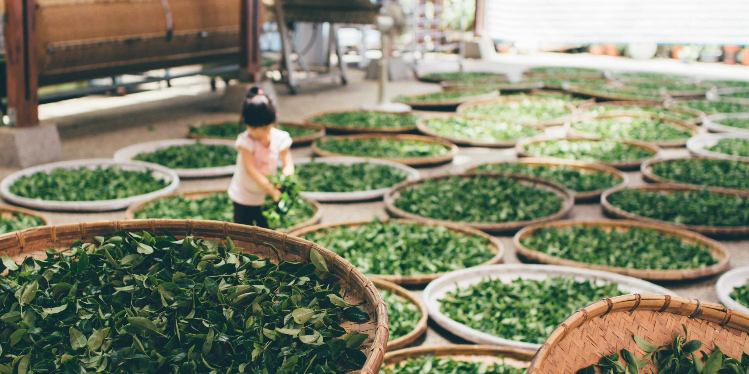 Tea in SG : A comprehensive tea platform in Southeast Asia guiding enthusiasts through the world of fine teas and blends.